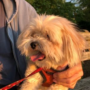 Meet your Posher, Alex